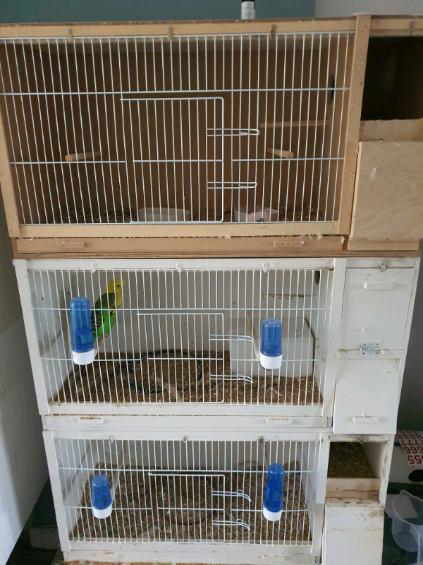 vegetarian meals for dogs